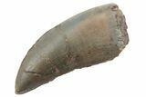 Rare, Serrated, Megalosaurid (Marshosaurus) Tooth - Colorado #222498-1